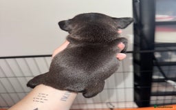 French Bulldog dogs for sale: French Bulldog Puppies - Image 7