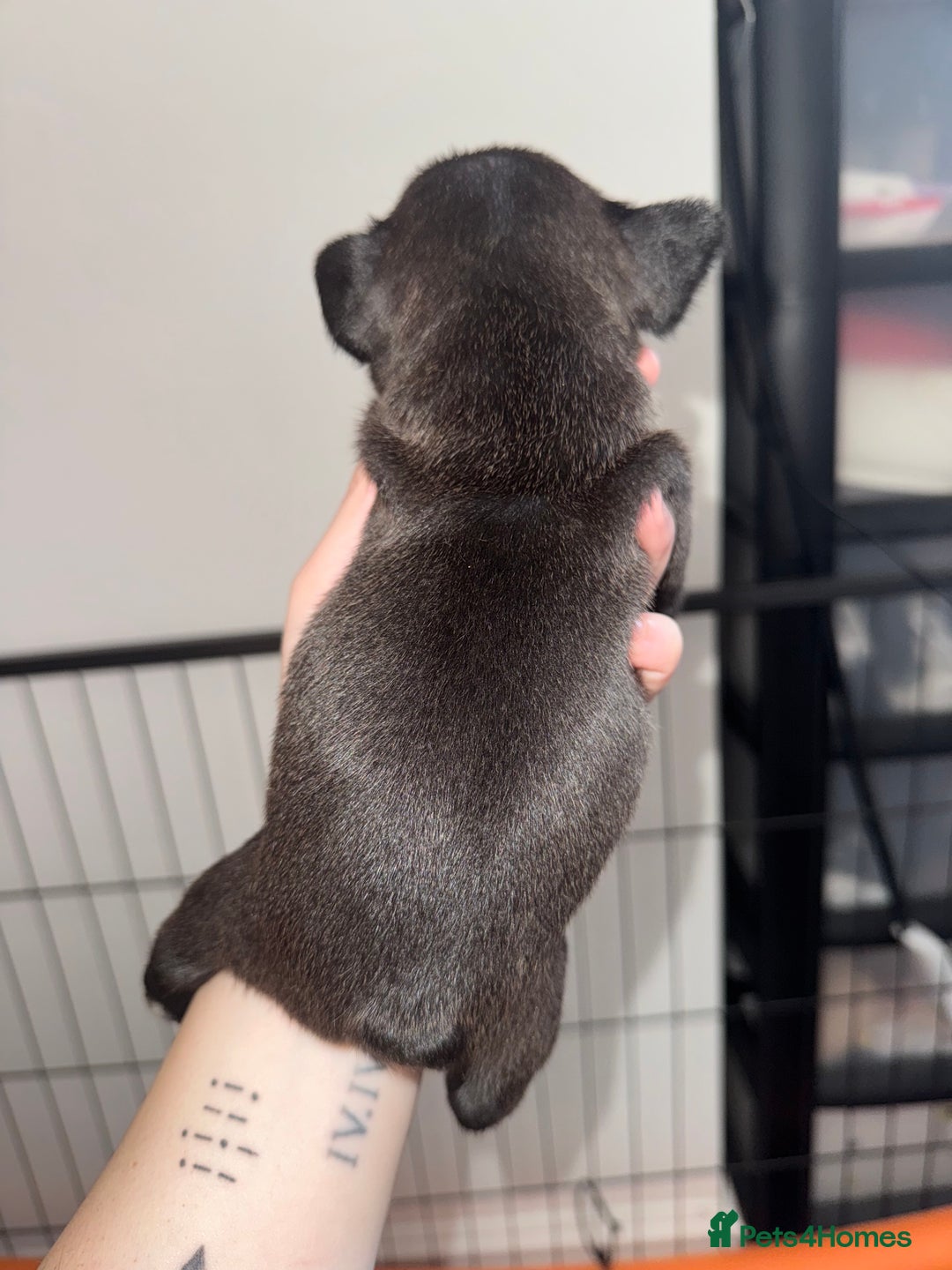 French Bulldog dogs for sale: French Bulldog Puppies - Image 7