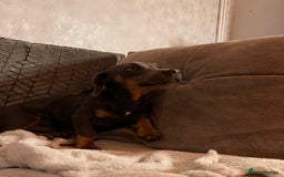 Mixed Breed dogs for sale: 🐾 Beautiful Blue Male Dog – 7 Months Old 🐾 - Image 2