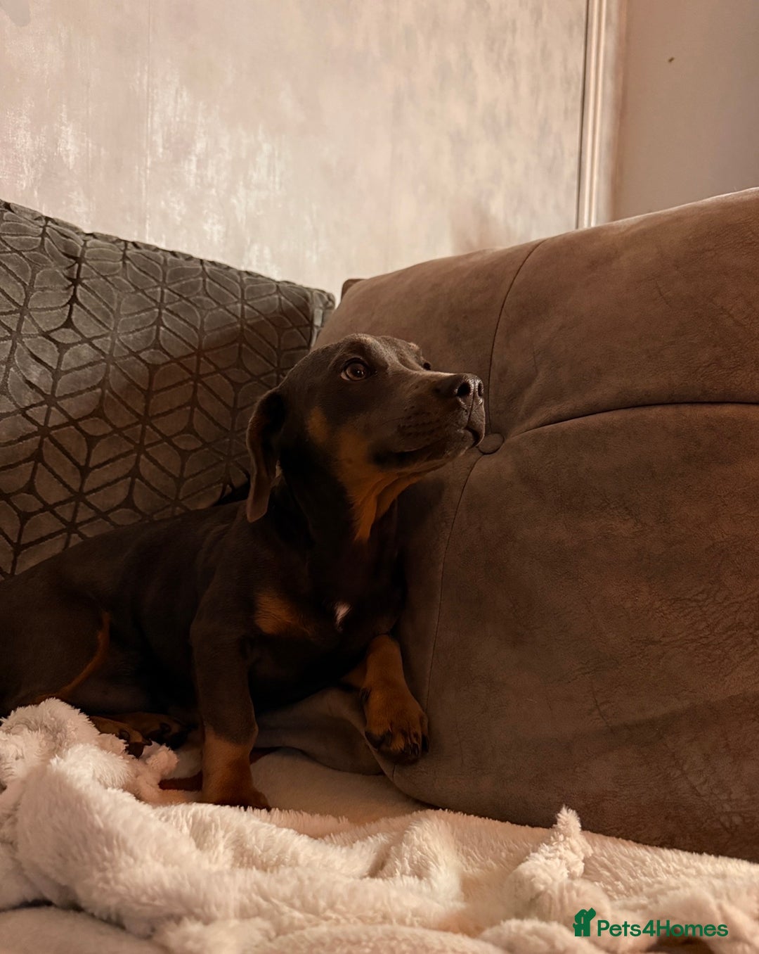 Mixed Breed dogs for sale: 🐾 Beautiful Blue Male Dog – 7 Months Old 🐾 - Image 2