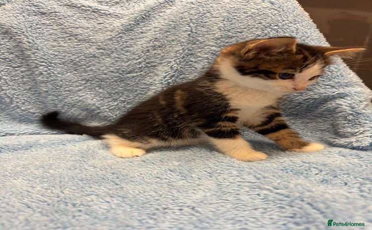 Mixed Breed cats - Advert 14