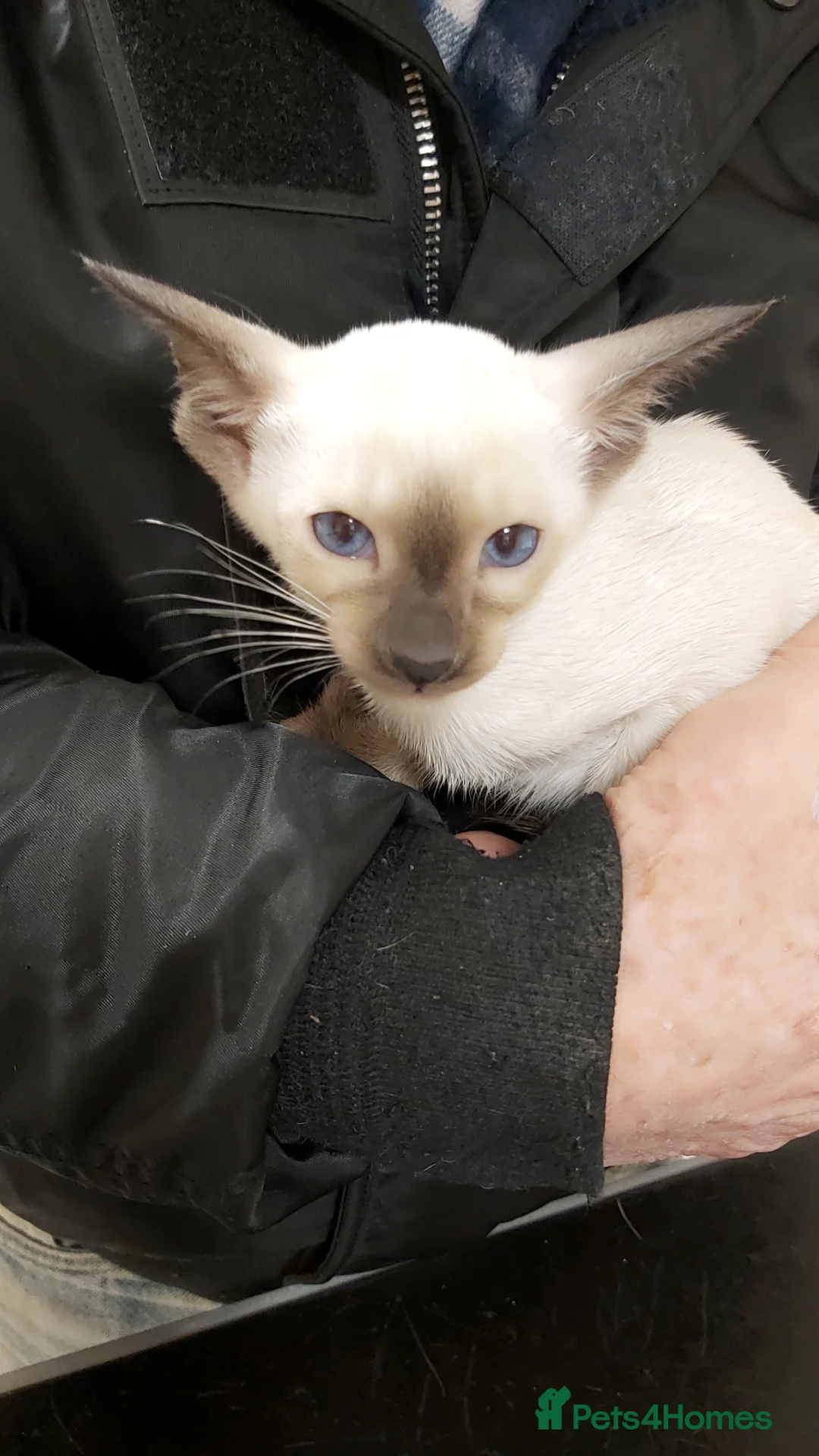 Oriental cats for sale: Full Pedigree Oriental 6 Kittens XL size ears GCCF - Advert 22