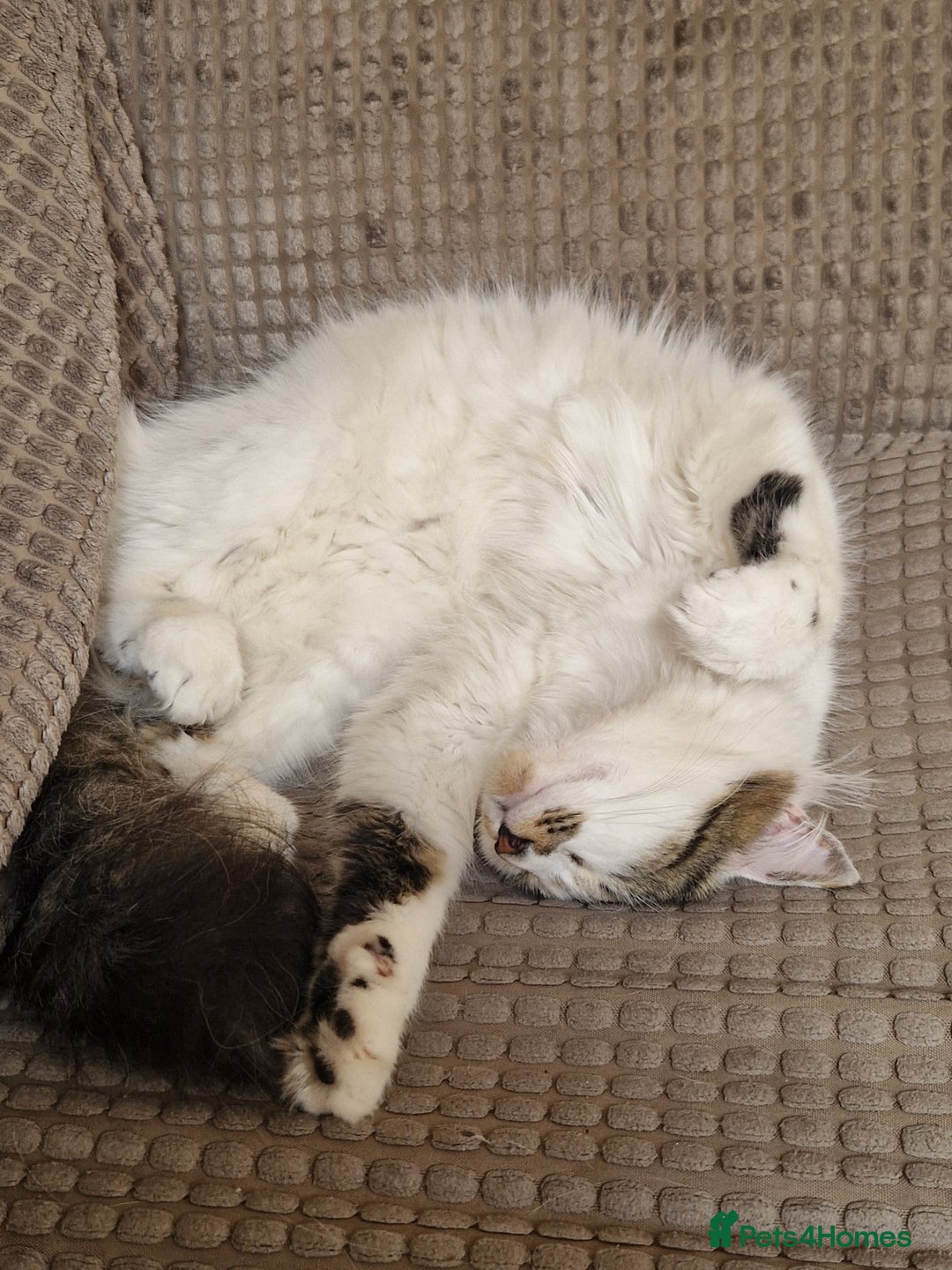 Mixed Breed cats for sale: Two cats to go to a good home - Advert 10