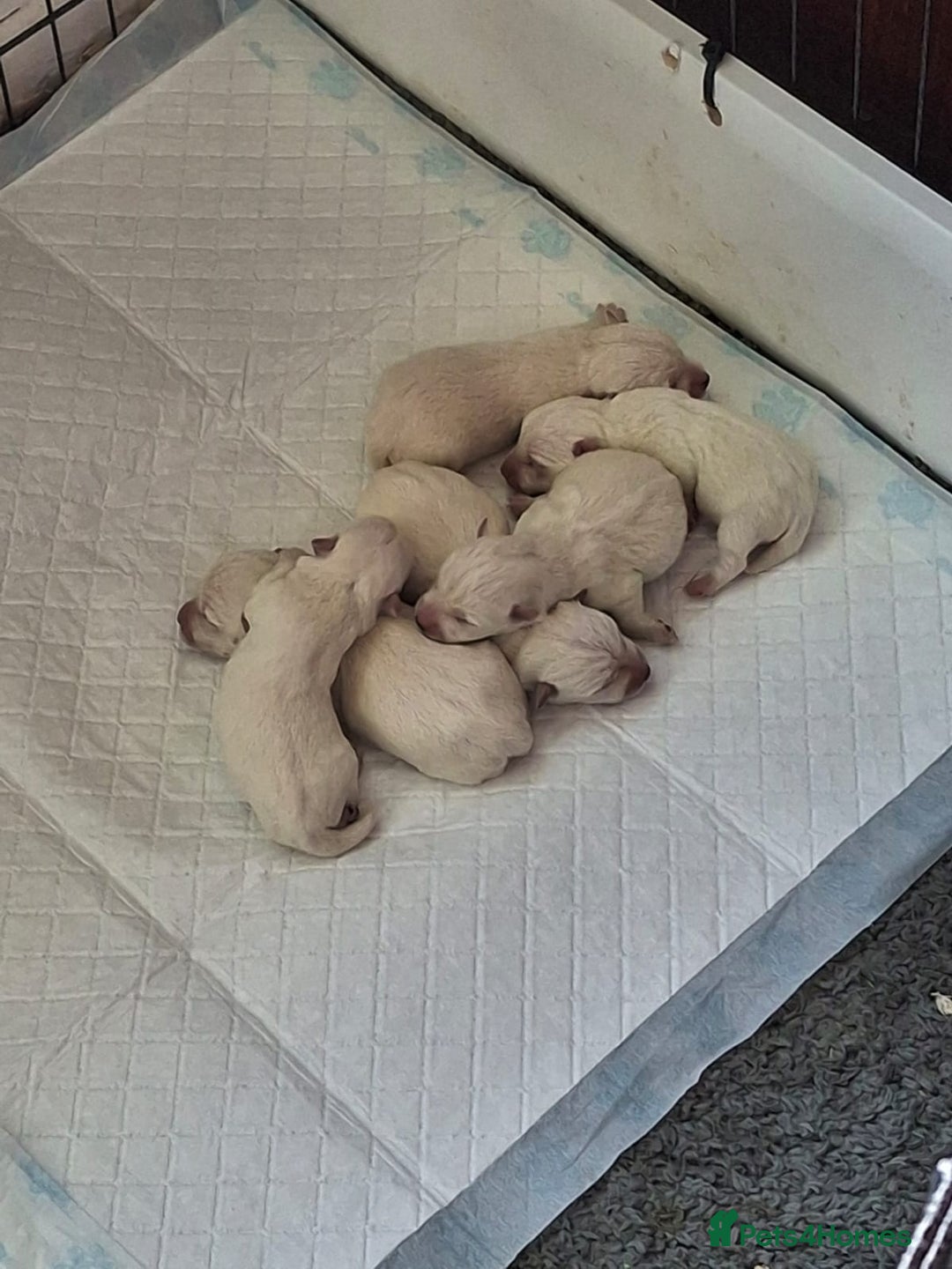 West Highland Terrier dogs for sale: Westie pups West Highland terriers  - Image 6