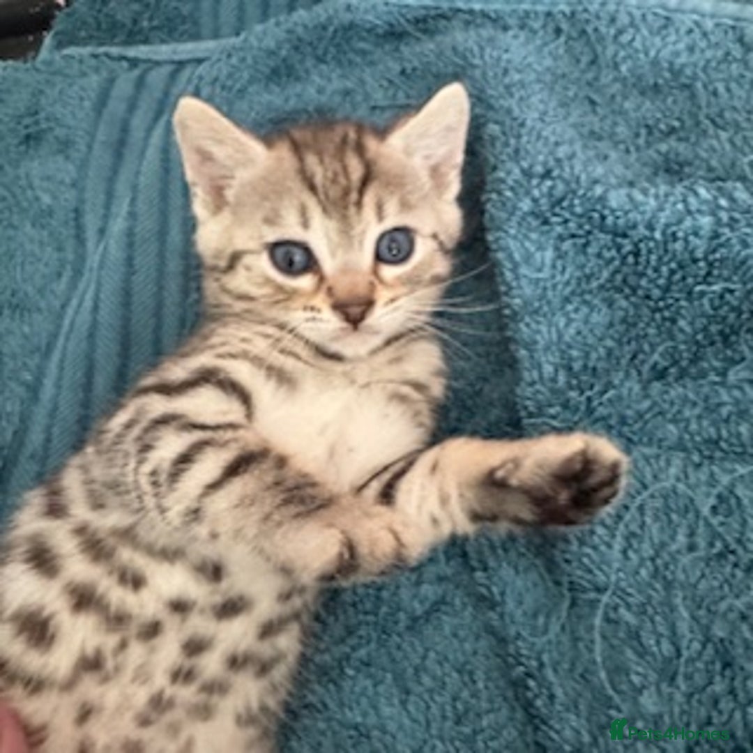 Bengal cats for sale: 4 Gorgeous Bengal Babies - Image 5