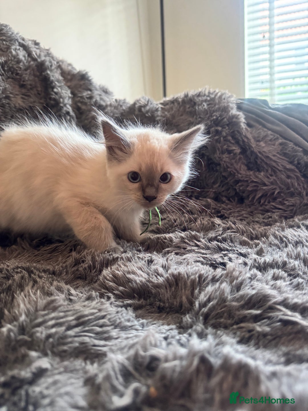 Ragdoll cats for sale: Gorgeous Pedigree Ragdolls  - Image 10