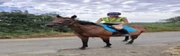 Irish Thoroughbred horses for sale: BAY MARE 15'2 MIDDLEWEIGHT TB  - Advert 3