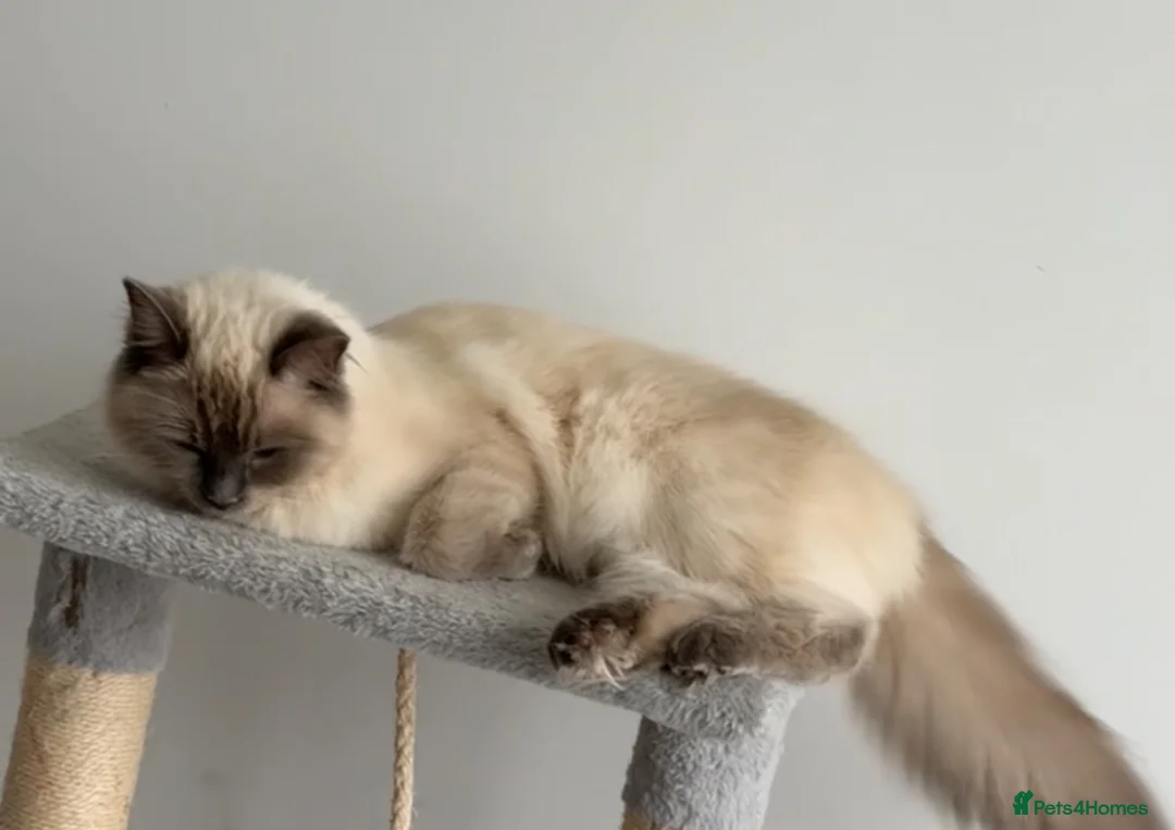 Ragdoll cats for sale: 2 little female kittens  - Advert 6