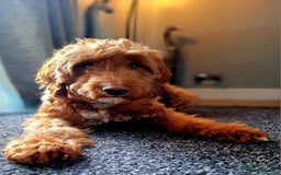 Cockapoo dogs for sale: f1 apricot cockapoo - Advert 3