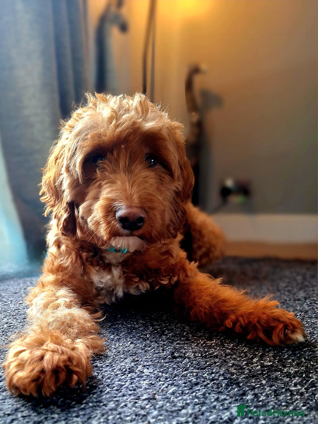 Cockapoo dogs for sale: f1 apricot cockapoo - Advert 3