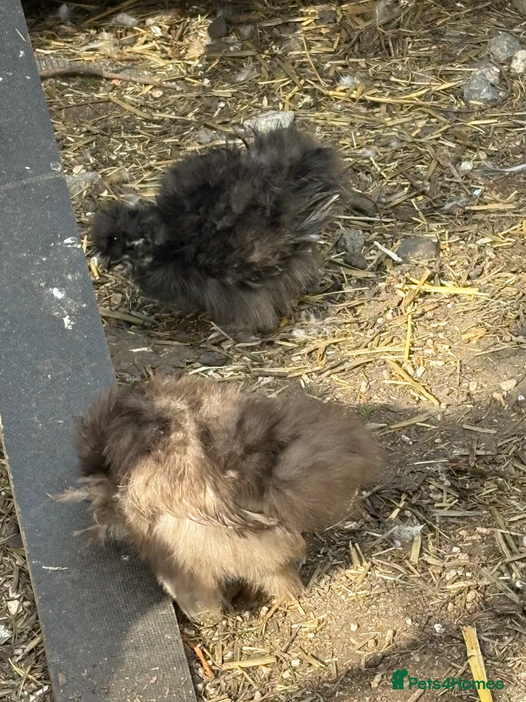 Chickens poultry for sale: Dna sexed chocolate usa silkie pullets 14 weeks  - Advert 2