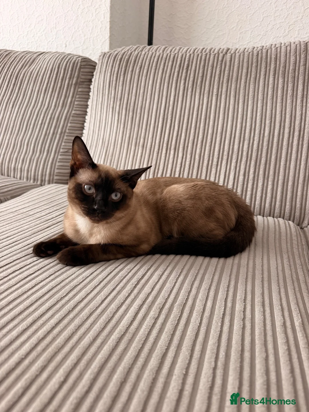 Mixed Breed cats for sale: Beautiful Young Male Cat Looking for a Loving Home in Birmingham - Advert 3