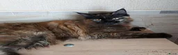 Maine Coon cats for sale: DNA TESTED MAINE COON FEMALE KITTEN !!!  - Advert 8