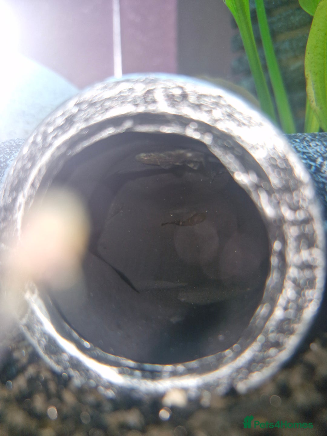 Plecos fish for sale: Baby Bristlenos Plecos - Image 8
