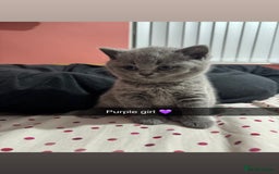 British Shorthair cats for sale: 2 beautiful British shorthair kittens for sale  - Image 5