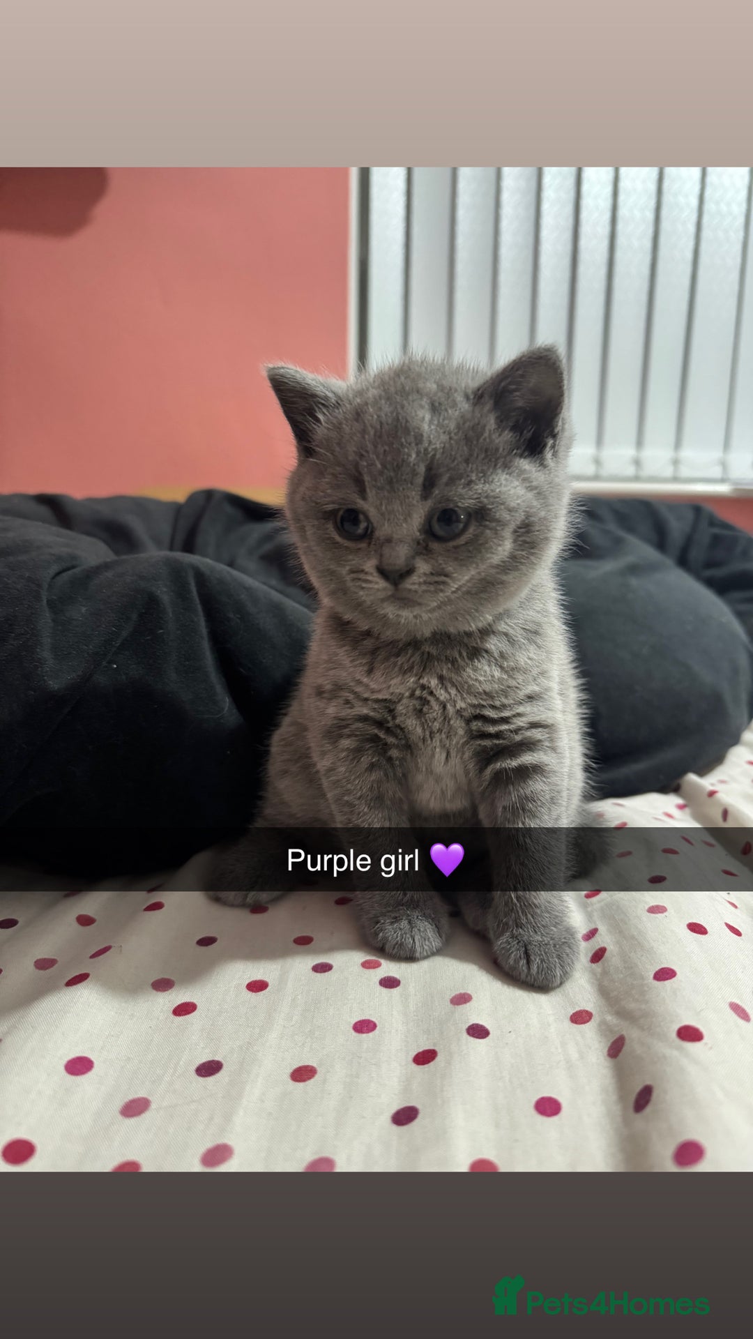 British Shorthair cats for sale: 2 beautiful British shorthair kittens for sale  - Image 5