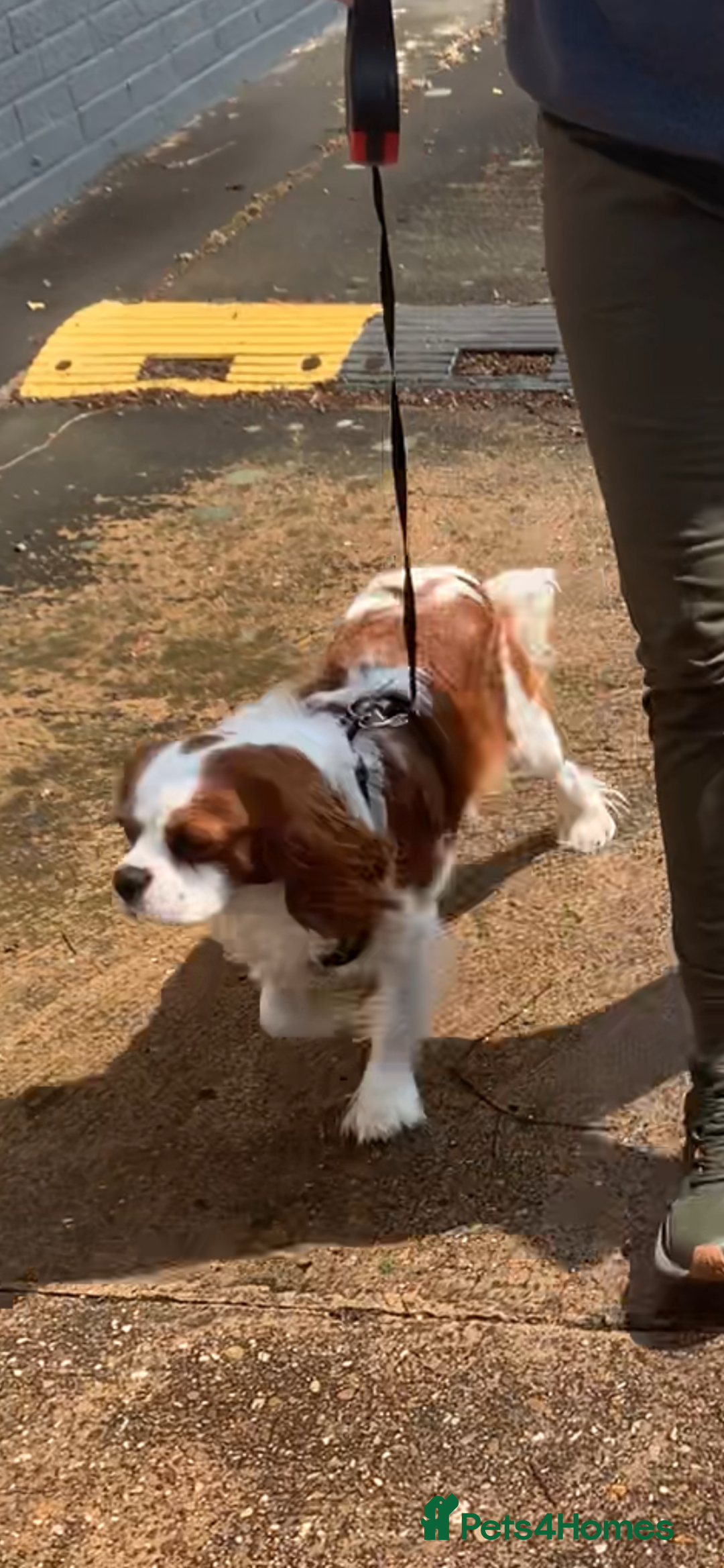 Cavalier King Charles Spaniel dogs for stud: Kc health tested cavalier King Charles stud  in Lincoln - Advert 2