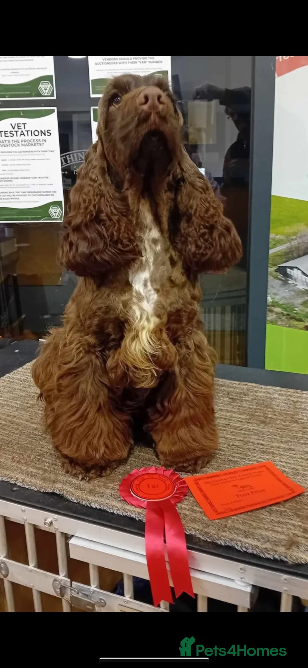 Cocker Spaniel dogs for sale: 100% SHOWTYPE KC REG FROM HEALTH TESTED PARENTS  - Advert 4