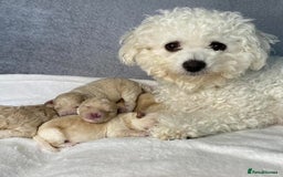 Toy Poodle dogs for stud: Toy Poodle KC - Stud and  fully health tested  - Image 16