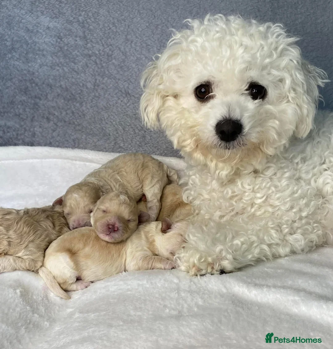 Toy Poodle dogs for stud: Charlie KC Toy poodle  extensively health tested  - Advert 7