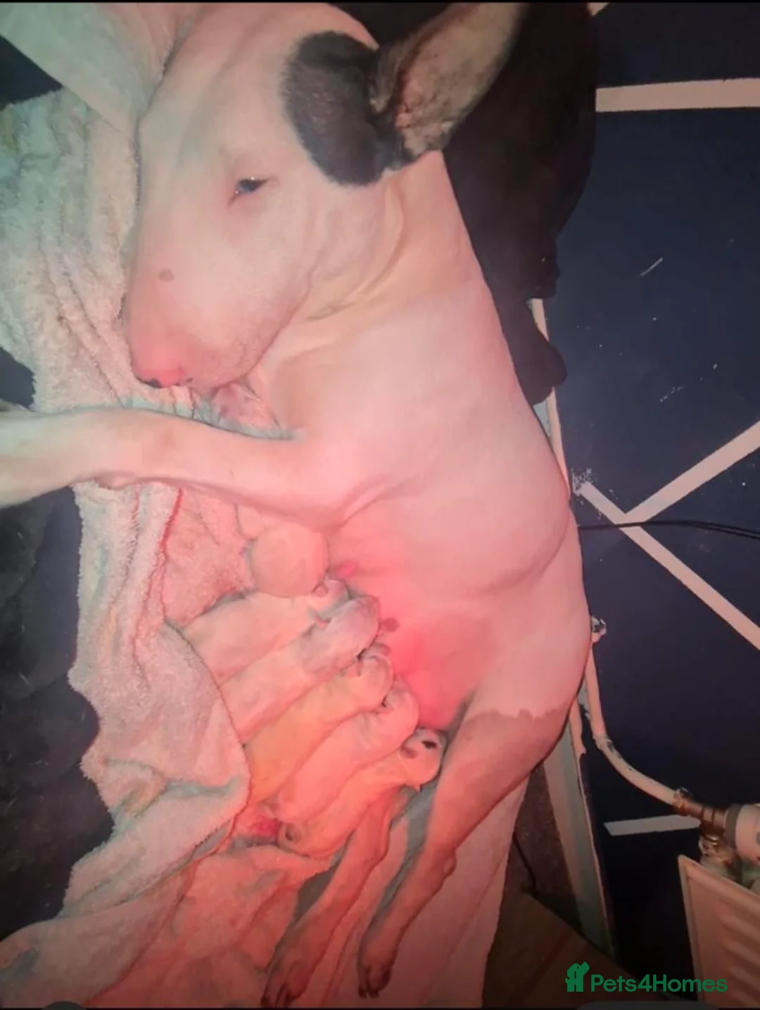 English Bull Terrier dogs for sale: English Bullterriers  in Hastings - Advert 2