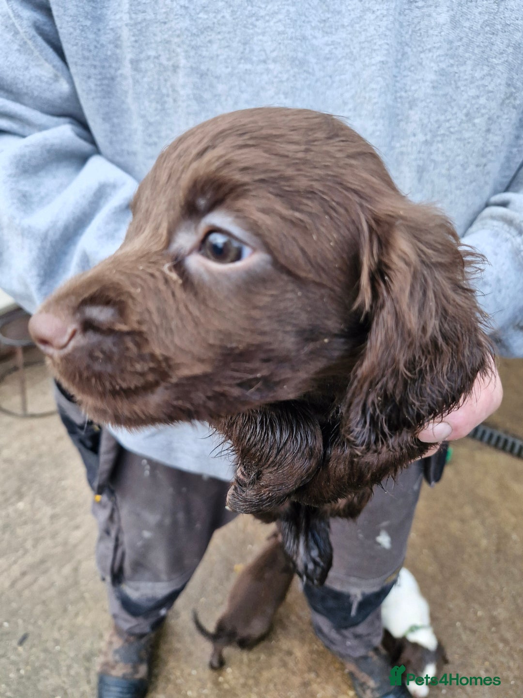 Sprocker dogs for sale: 9 lovely sprocker spaniel puppies for sale - Advert 16