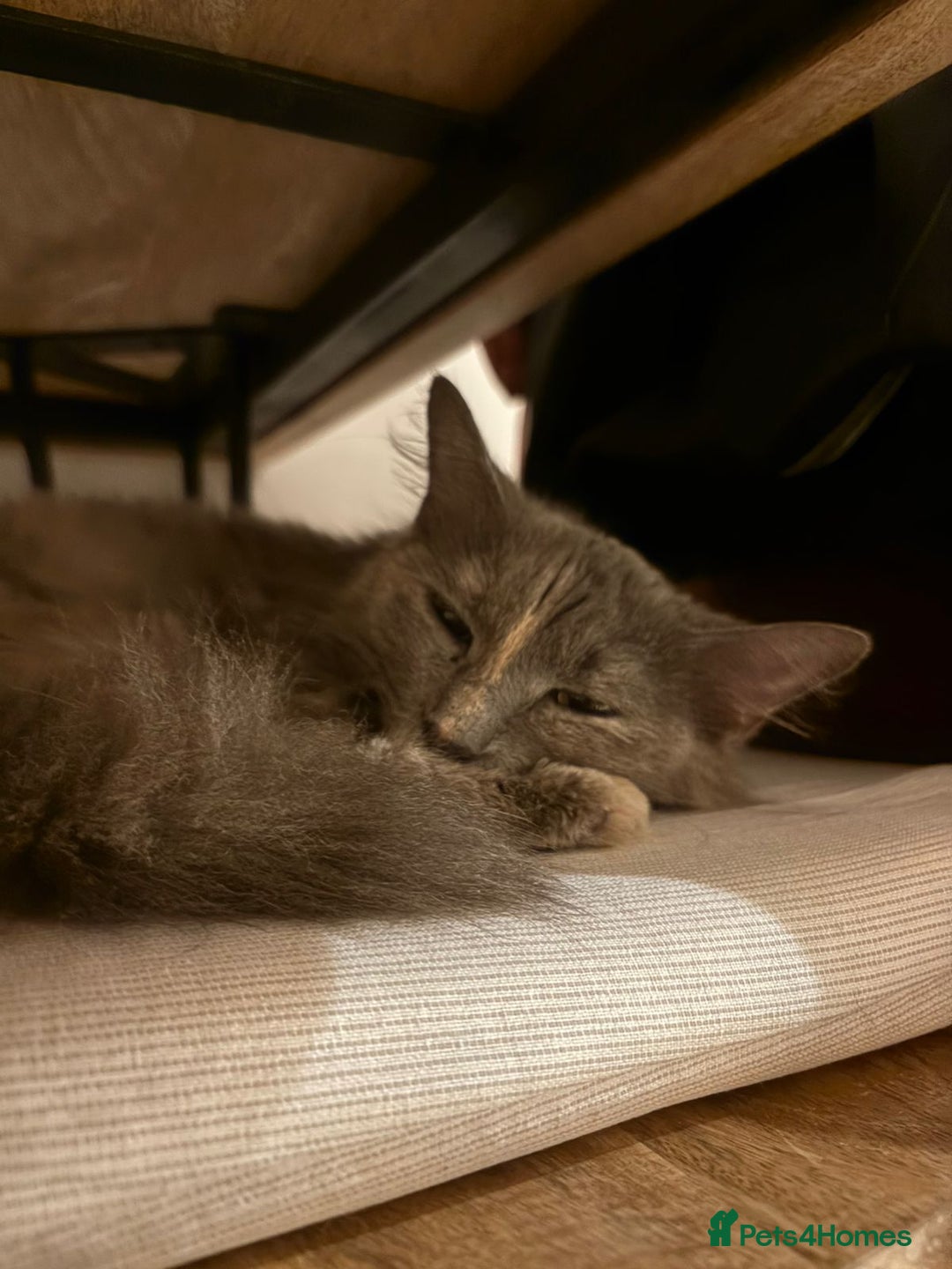 Mixed Breed cats for adoption: LILLI MIX PERSIAN GIRL SOAYED CALM AFFECTIONATE  - Advert 6