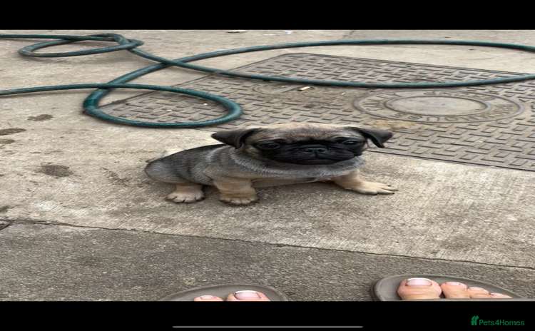 Pug dogs in Redcar - Advert 5