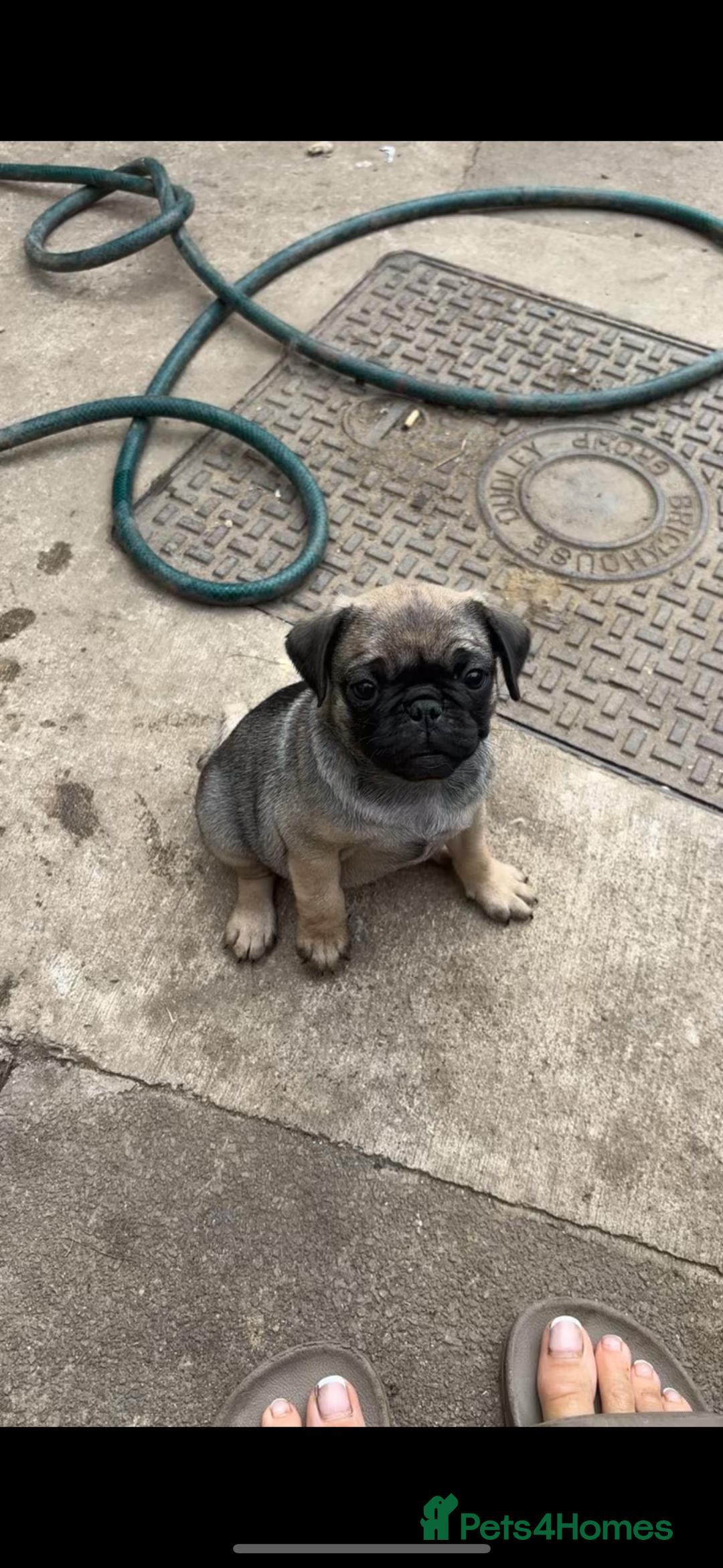 Pug dogs for sale: pug puppies ready 4 in Redcar - Image 1
