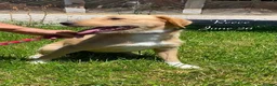 Mixed Breed dogs for adoption: Reece. 8 months approx. Available for adoption. in Brixham - Advert 3