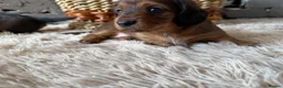 Miniature Dachshund dogs for sale: Beautiful Miniature Dachshund Puppies - Advert 8