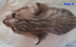 Savannah cats for sale: Savannah SBTF6 cubs with Serval traits stunning - Advert 8