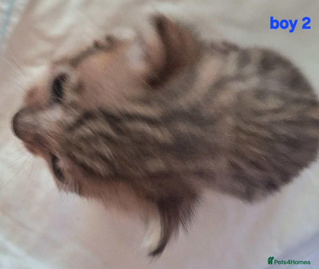 Savannah cats for sale: REDUCED! Savannah SBTF6 cubs with Serval traits - Advert 12