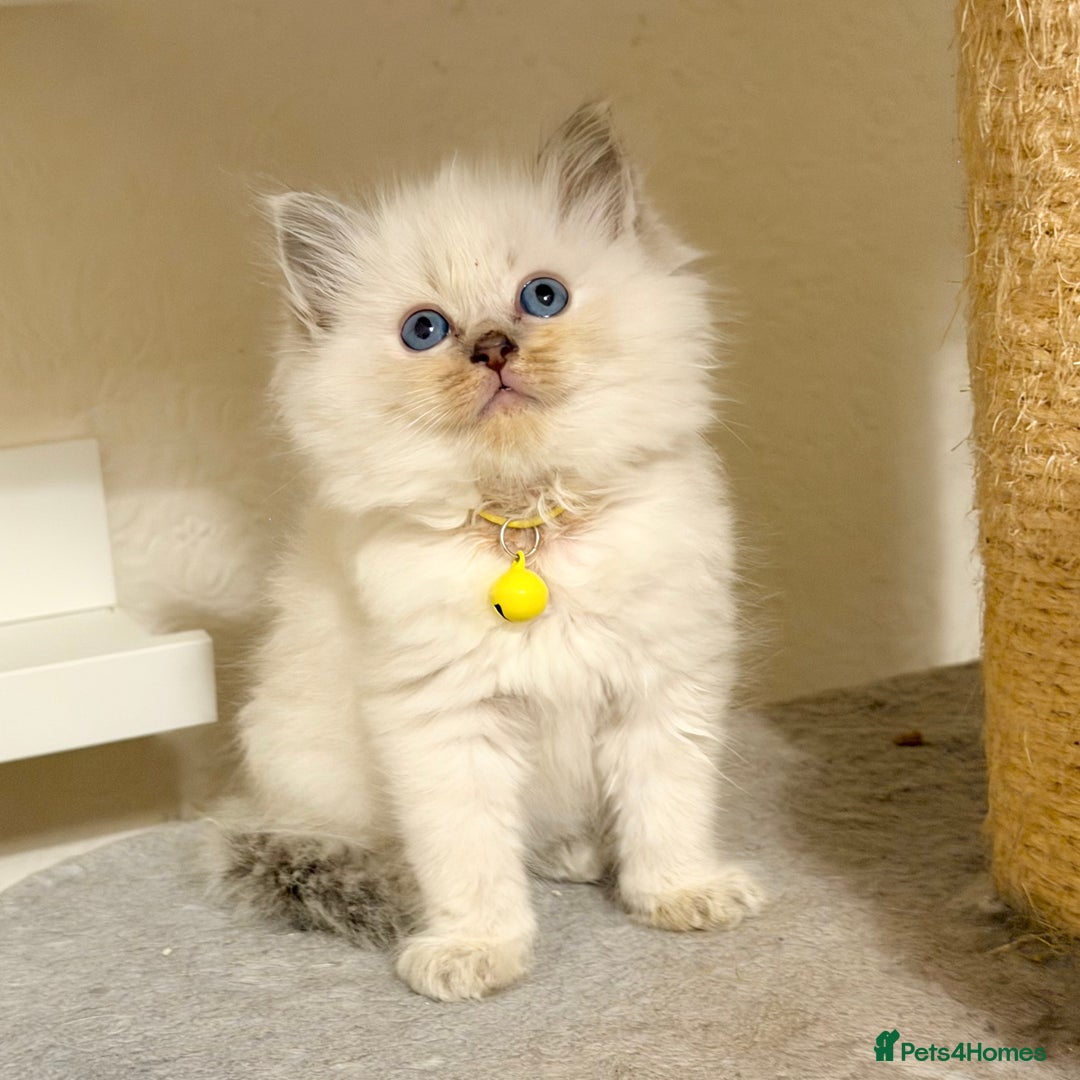 Ragdoll cats for sale: Fluffy, Cuddly, Playful, Affectionate Kittens - Advert 7