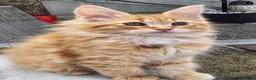 Maine Coon cats for sale: Maine Coons Ready Now!! 4 male 1 female  - Advert 34