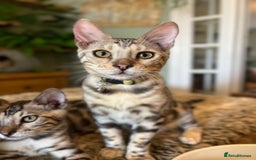 Bengal cats for sale: Beautiful Bengal Kittens Ready for Forever Homes - Image 4