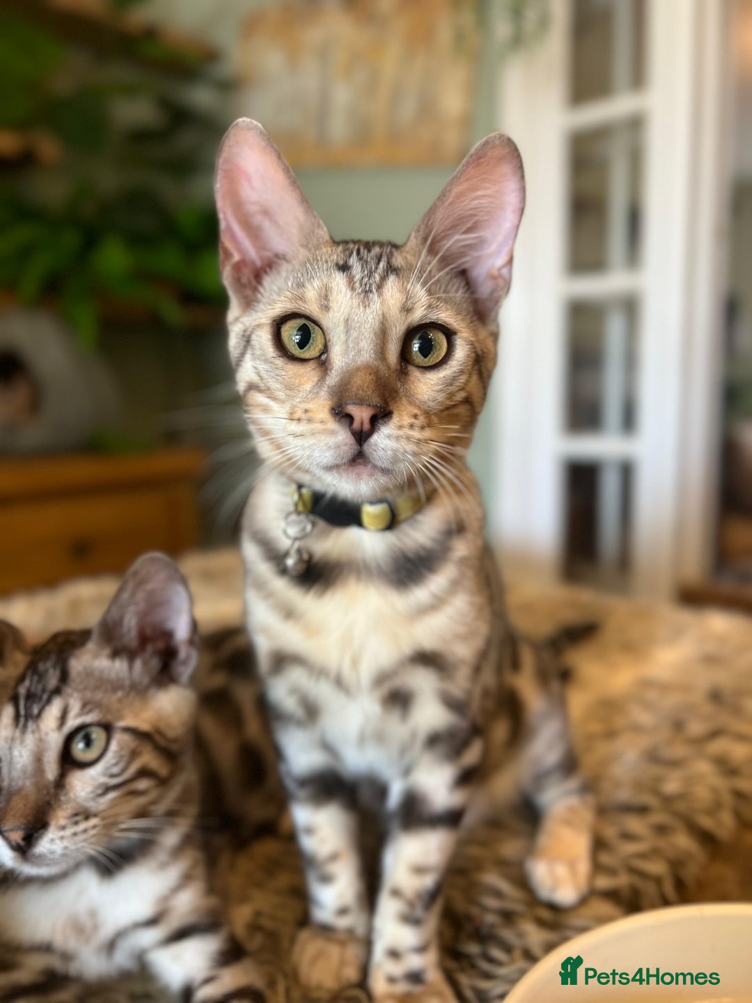 Bengal cats for sale: Beautiful Bengal Kittens Ready for Forever Homes - Image 4