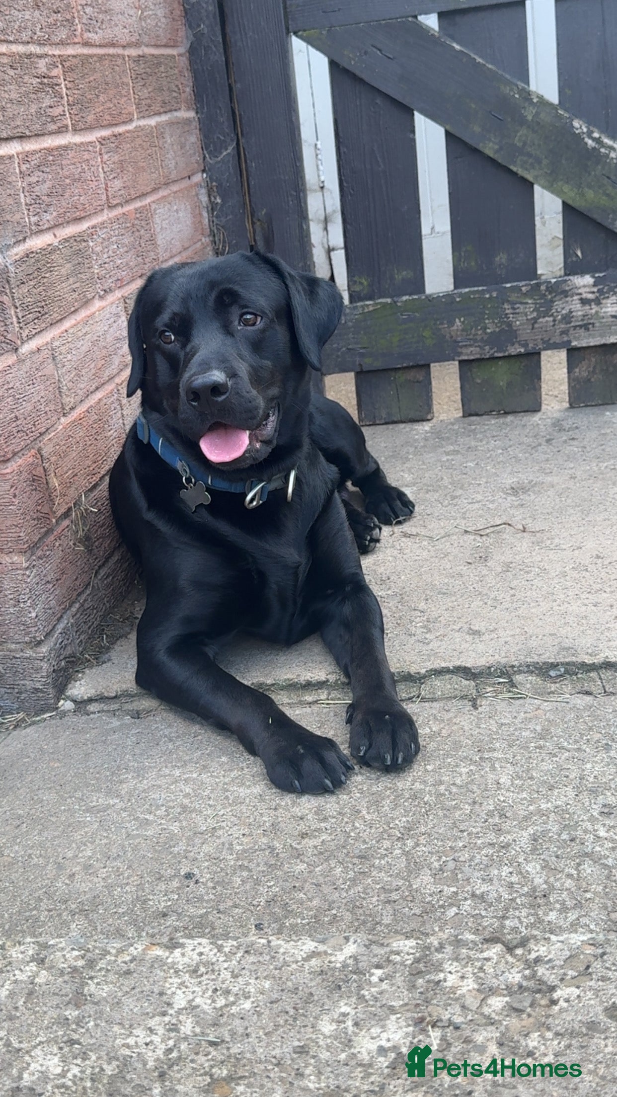 Chorkie dogs Male black lab 2 year old  - Advert 1