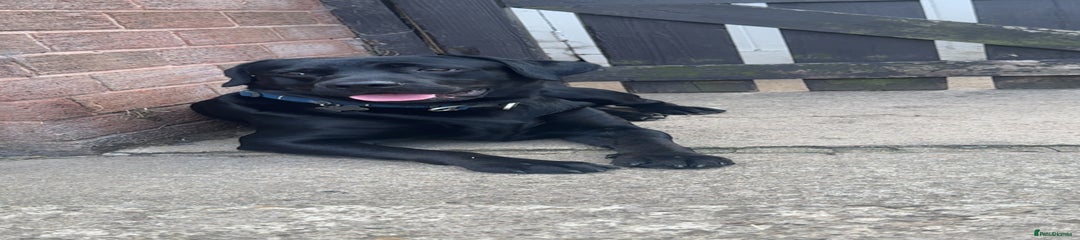 Black male lab 2 year old 