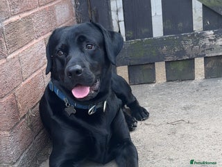 Chorkie dogs for sale: Male black lab 2 year old - Advert 1