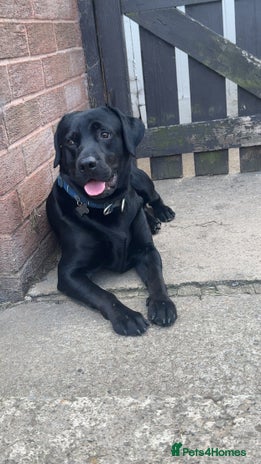 Chorkie dogs Male black lab 2 year old - Advert 15