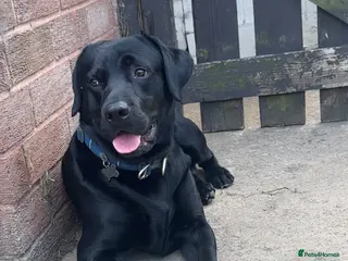 Chorkie dogs Male black lab 2 year old - Advert 9