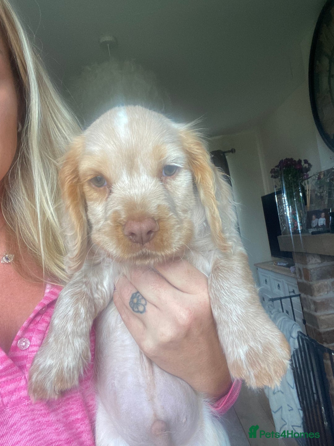 Cocker Spaniel dogs for sale: Cocker spaniel puppies for sale  - Image 17