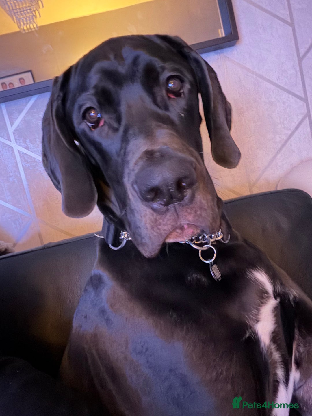 Great Dane dogs for sale: 8 Month Old Great Dane - Advert 8