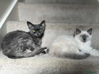 Mixed Breed cats TWO FEMALES NEED HOMES- Ragdoll mix and Devon Rex - Advert 4