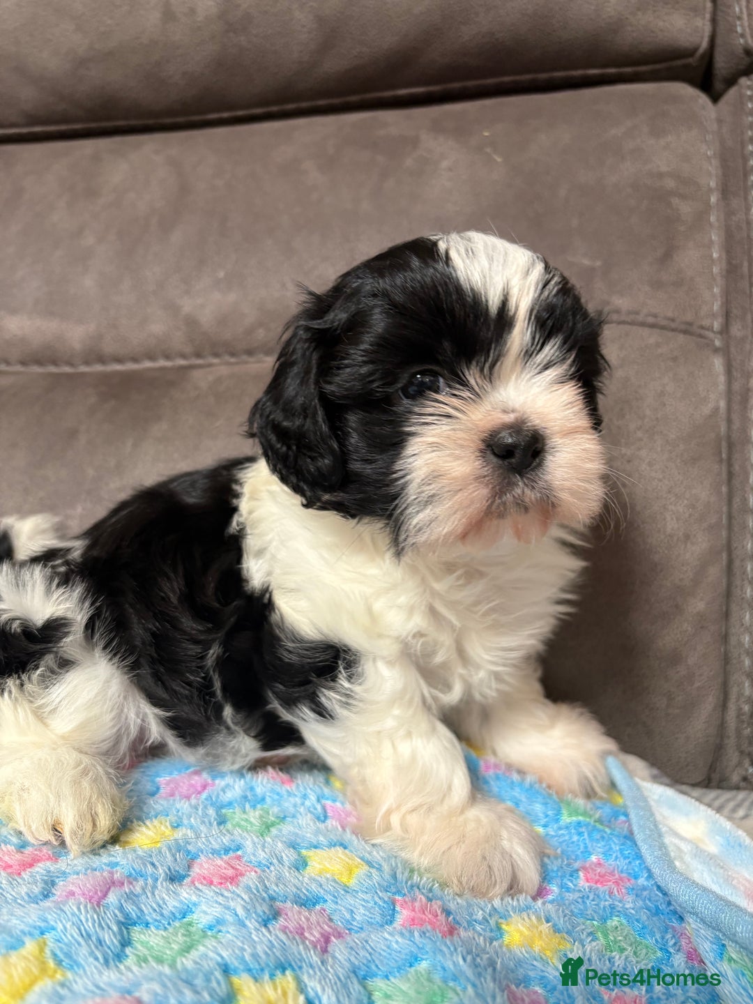 Shih Tzu dogs for sale: Beautiful Shih Tzu Puppies Mixed Litter - Advert 7
