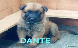 Belgian Shepherd Dog dogs for sale: PuppiesDWKC registered Working Line,Tested Parents - Image 5