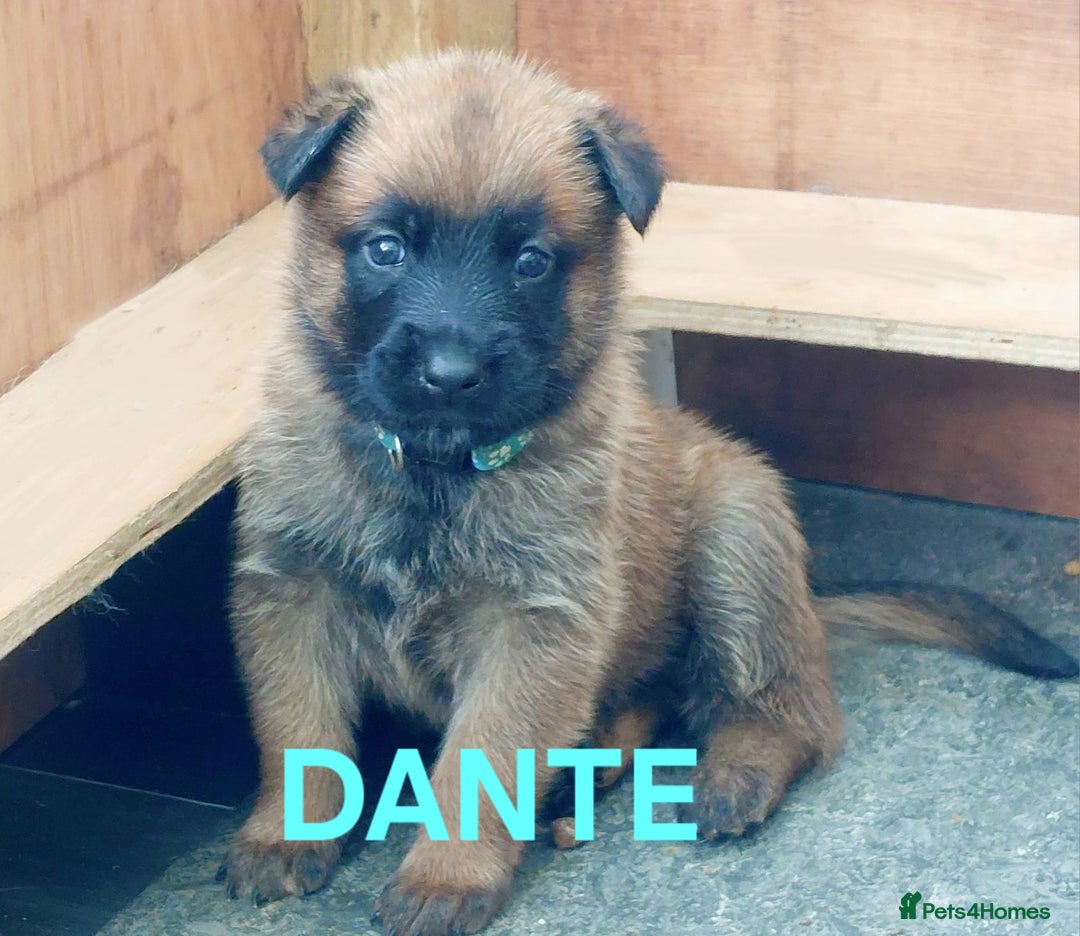 Belgian Shepherd Dog dogs for sale: PuppiesDWKC registered Working Line,Tested Parents - Image 5