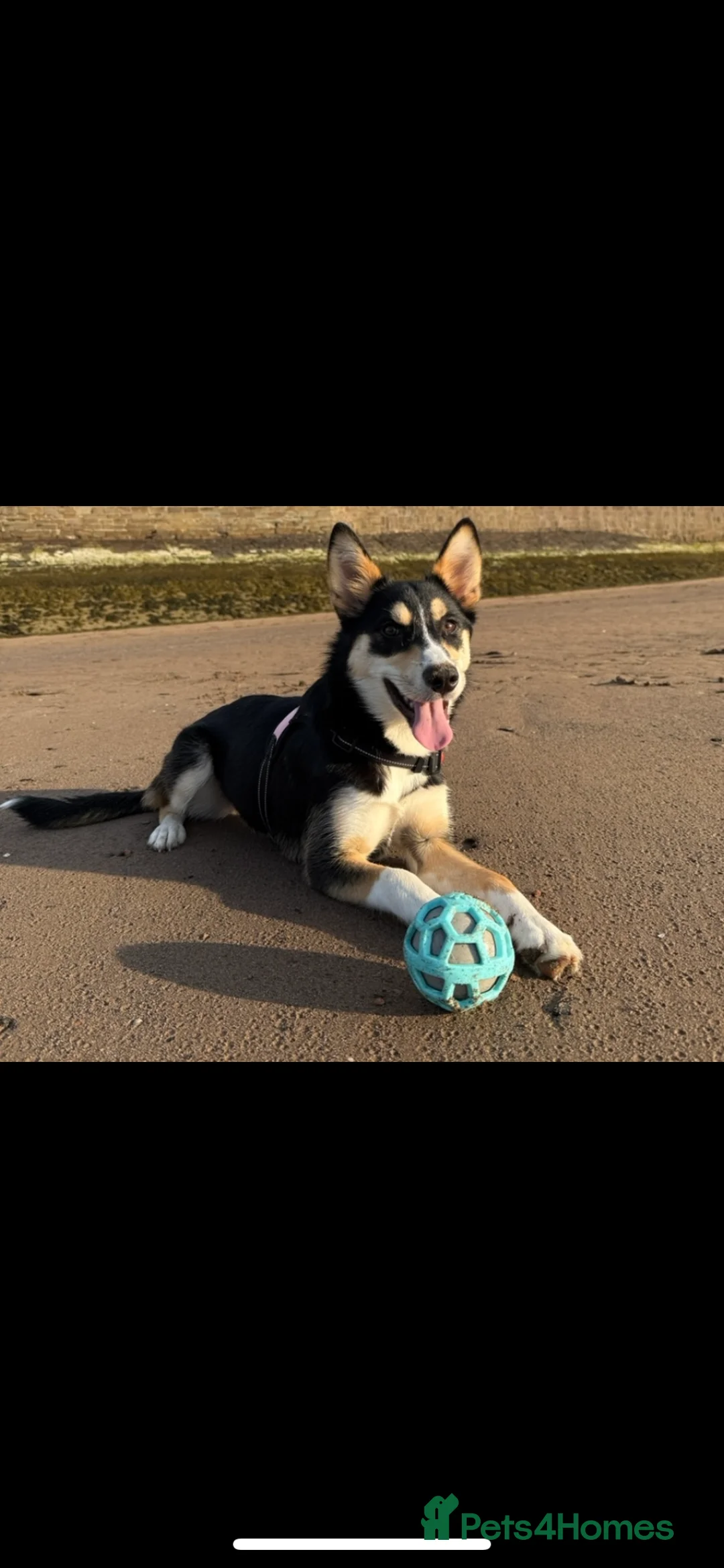 Mixed Breed dogs for sale: Border collie X Siberian husky pup - Advert 5