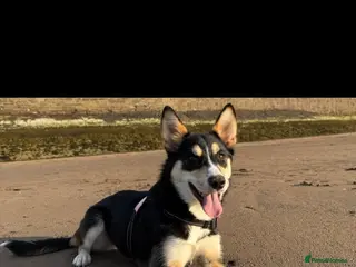 Mixed Breed dogs Border collie X Siberian husky pup - Advert 1